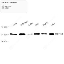Anti-METTL1 Rabbit pAb