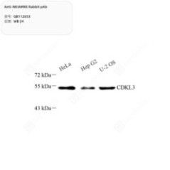 Anti-NKIAMRE Rabbit pAb