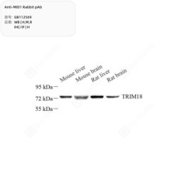 Anti-MID1 Rabbit pAb