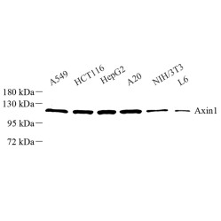 Anti-Axin 1 Rabbit pAb, Primary Antibody