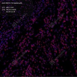 Anti-METTL11A Rabbit pAb