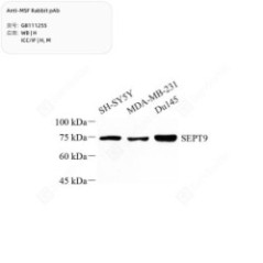 Anti-MSF Rabbit pAb