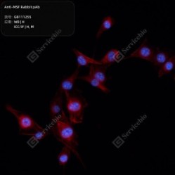 Anti-MSF Rabbit pAb