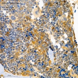 Anti-LKB1 Rabbit pAb