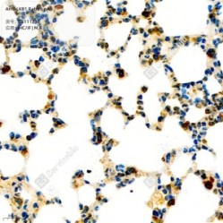Anti-LKB1 Rabbit pAb