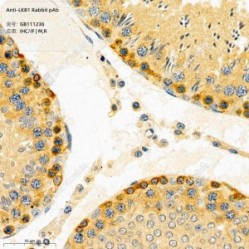 Anti-LKB1 Rabbit pAb