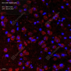 Anti-LKB1 Rabbit pAb