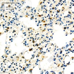 Anti-MDM2 Rabbit pAb