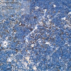 Anti-MDM2 Rabbit pAb