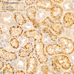 Anti-MDM2 Rabbit pAb