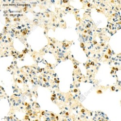 Anti-MDM2 Rabbit pAb