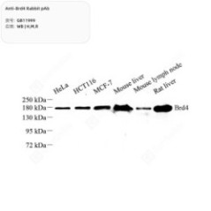 Anti-Brd4 Rabbit pAb