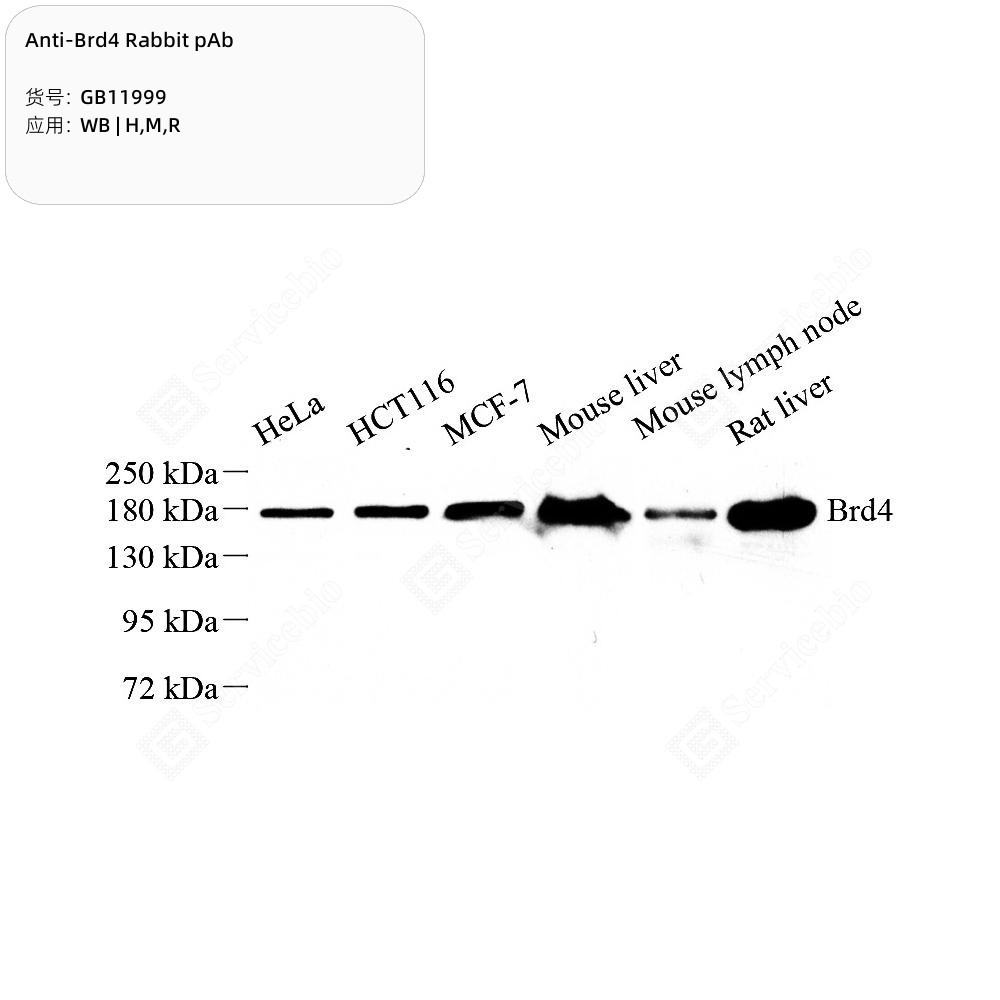 Anti-Brd4 Rabbit pAb
