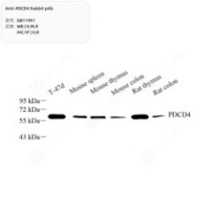 Anti-PDCD4 Rabbit pAb