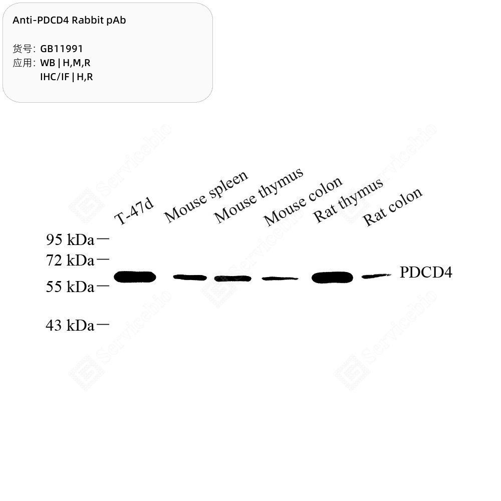 Anti-PDCD4 Rabbit pAb