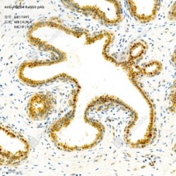 Anti-PDCD4 Rabbit pAb