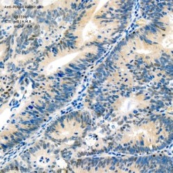 Anti-PDCD4 Rabbit pAb