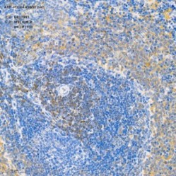Anti-PDCD4 Rabbit pAb