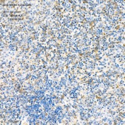 Anti-PDCD4 Rabbit pAb