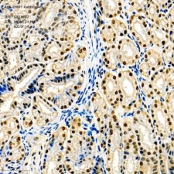 Anti-CtBP1 Rabbit pAb
