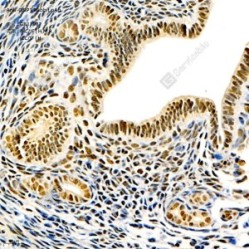Anti-CtBP1 Rabbit pAb