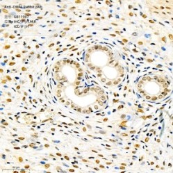 Anti-CtBP1 Rabbit pAb