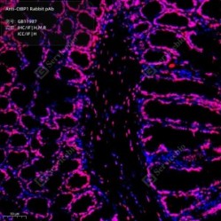 Anti-CtBP1 Rabbit pAb
