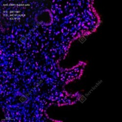 Anti-CtBP1 Rabbit pAb