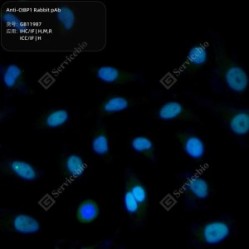 Anti-CtBP1 Rabbit pAb