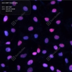 Anti-CtBP1 Rabbit pAb
