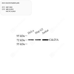Anti-Cdc25A Rabbit pAb