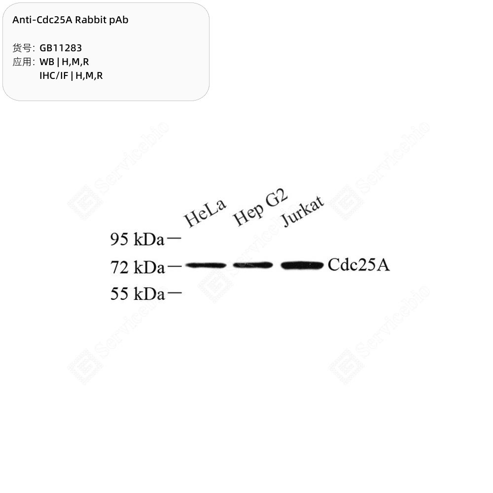 Anti-Cdc25A Rabbit pAb