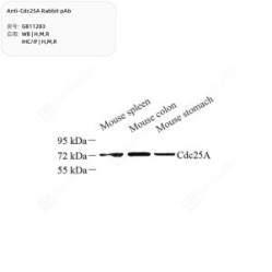 Anti-Cdc25A Rabbit pAb