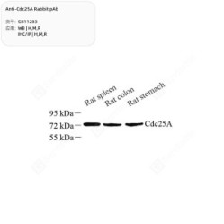 Anti-Cdc25A Rabbit pAb