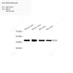 Anti-PCNA Rabbit pAb