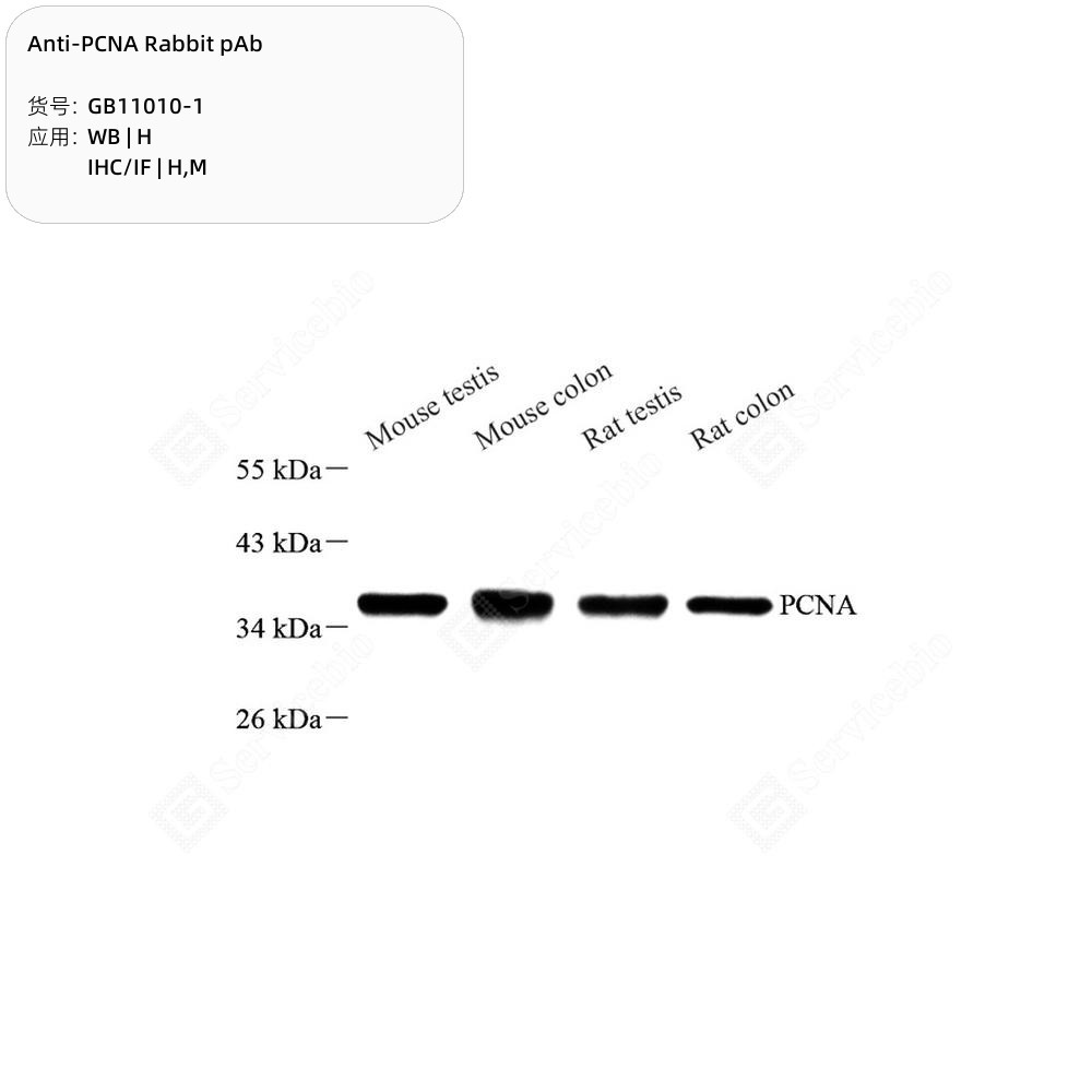 Anti-PCNA Rabbit pAb