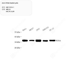 Anti-PCNA Rabbit pAb