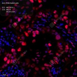 Anti-PCNA Rabbit pAb