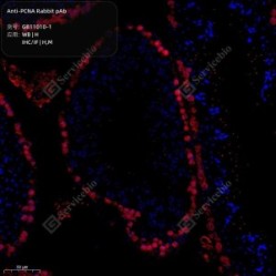 Anti-PCNA Rabbit pAb