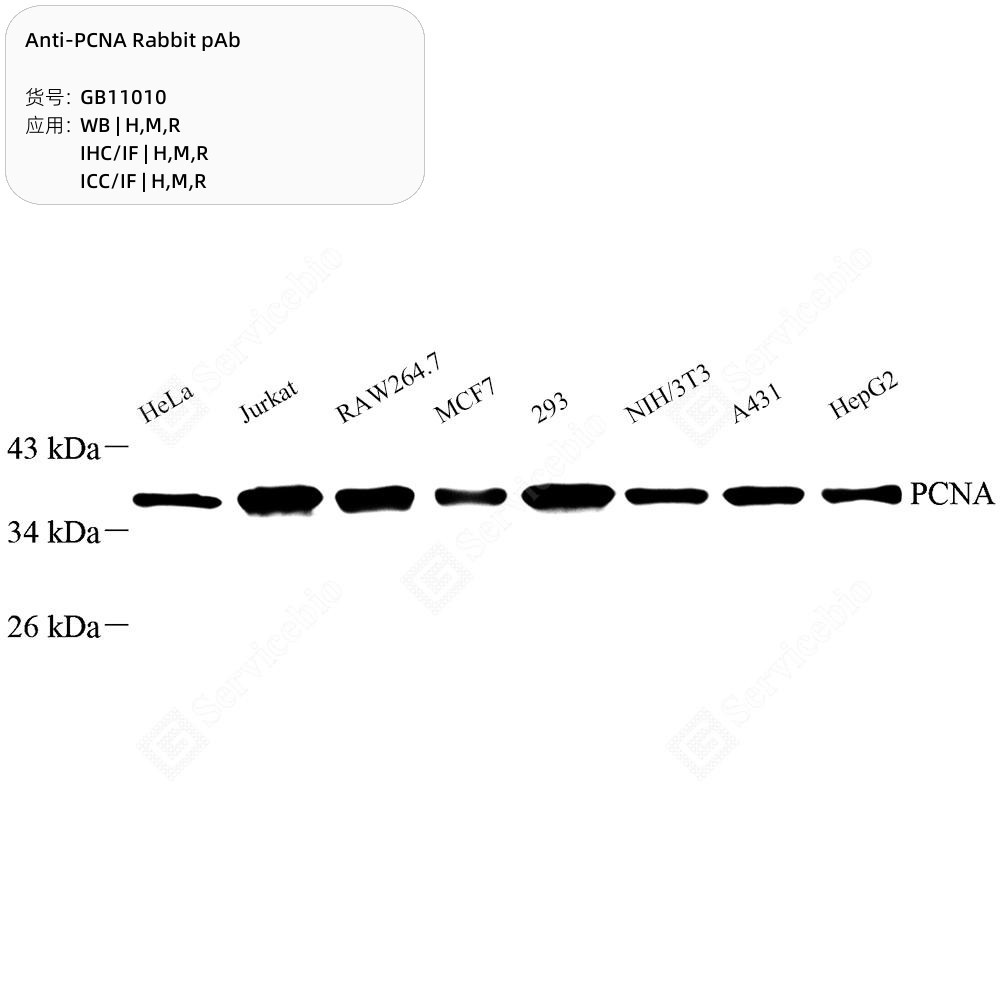 Anti-PCNA Rabbit pAb