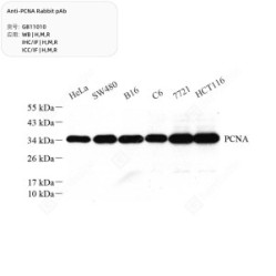Anti-PCNA Rabbit pAb