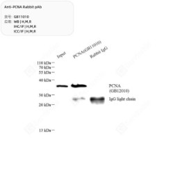 Anti-PCNA Rabbit pAb