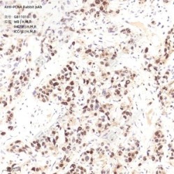 Anti-PCNA Rabbit pAb