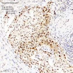 Anti-PCNA Rabbit pAb