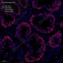 Anti-PCNA Rabbit pAb