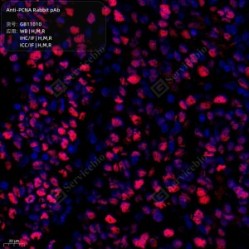 Anti-PCNA Rabbit pAb