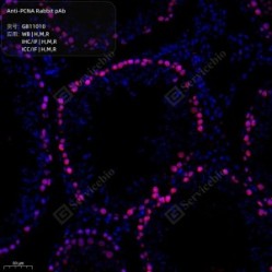 Anti-PCNA Rabbit pAb