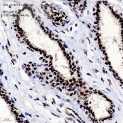 Anti-p27 KIP 1 Rabbit pAb