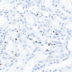 Anti-p27 KIP 1 Rabbit pAb