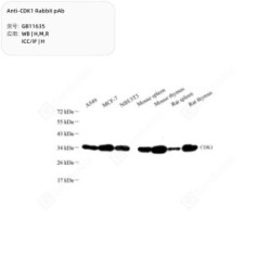 Anti-CDK1 Rabbit pAb